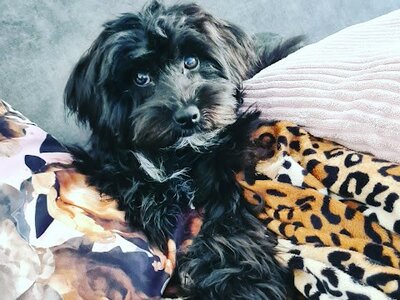 Speciaal voor (huis-)dieren