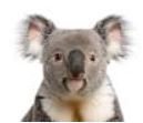 geel mosterd/oker donker grijs koala beertjes - tricot