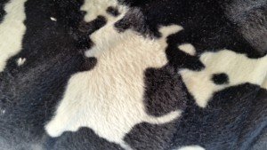 koe zwart-wit close up